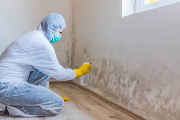 Licensed Mold Cleanup service in McHenry, MD - WQB Mold Removal