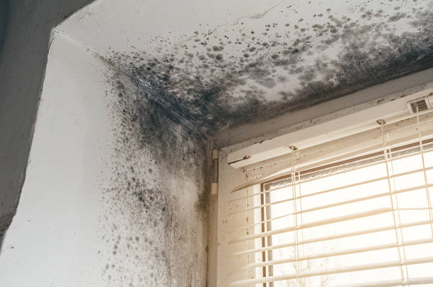Affordable Mold Cleanup solutions in McHenry, MD